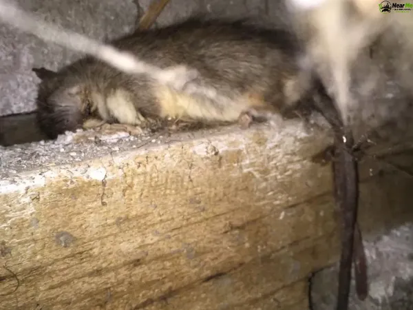 Dead Rat Removal Canungra